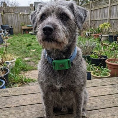 Customer photo of a dog wearing the Cedarfur pendant