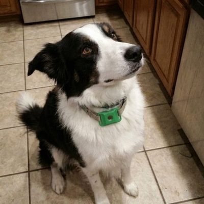 Customer photo of a dog wearing the Cedarfur pendant