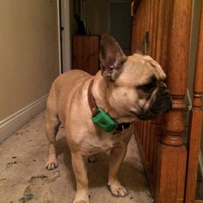 Customer photo of a dog wearing the Cedarfur pendant