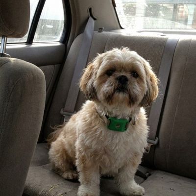 Customer photo of a dog wearing the Cedarfur pendant