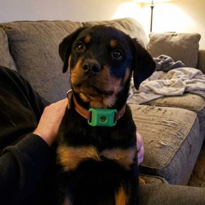 Customer photo of a dog wearing the Cedarfur pendant