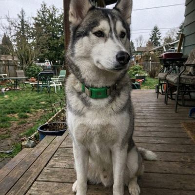 Customer photo of a dog wearing the Cedarfur pendant