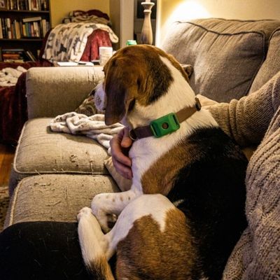 Customer photo of a dog wearing the Cedarfur pendant