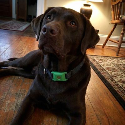 Customer photo of a dog wearing the Cedarfur pendant