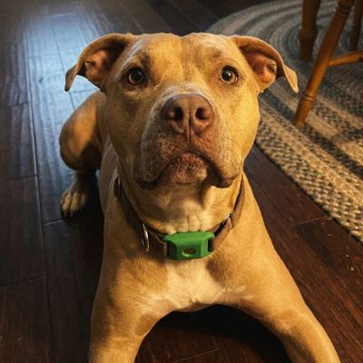 Customer photo of a dog wearing the Cedarfur pendant