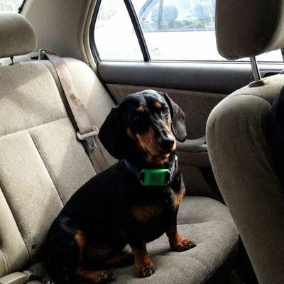 Customer photo of a dog wearing the Cedarfur pendant