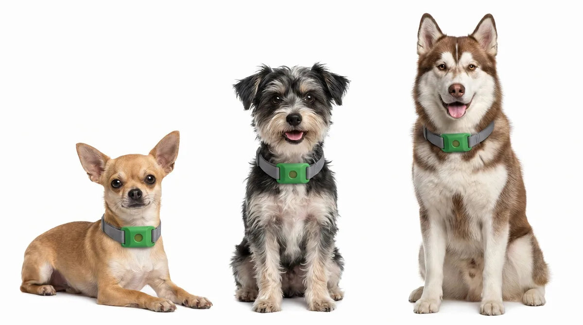 A Chihuahua, a terrier, and a Husky each wearing the green Cedarfur pendant on a collar