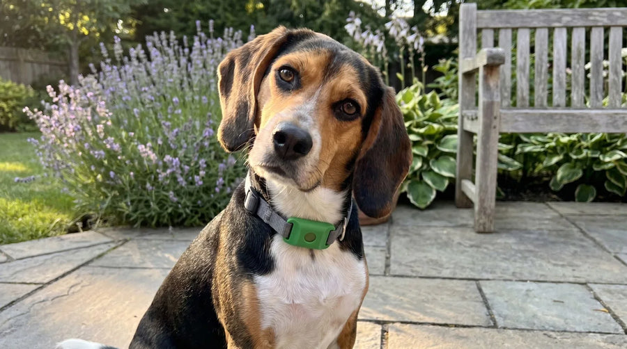 Beagle wearing the green Cedarfur flea & tick pendant on its collar outdoors