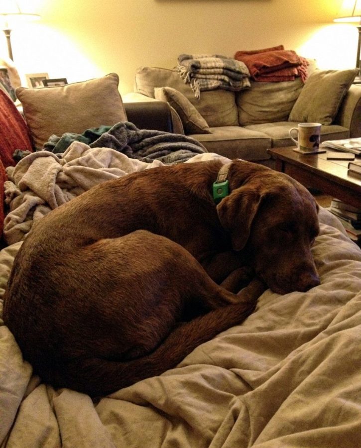 Customer photo of a dog wearing the green Cedarfur pendant