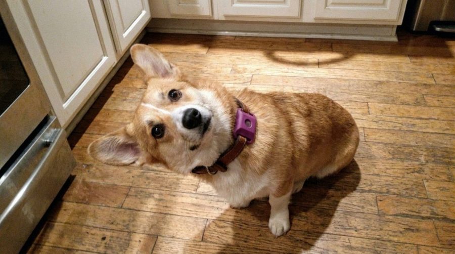 Customer photo of a dog wearing the pink Cedarfur pendant