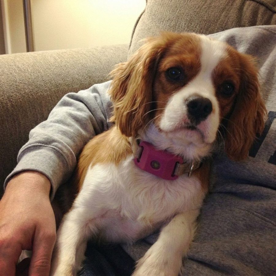 Customer photo of a dog wearing the pink Cedarfur pendant