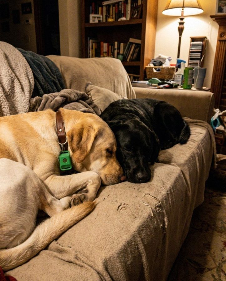 Customer photo of two dogs wearing the green Cedarfur pendant