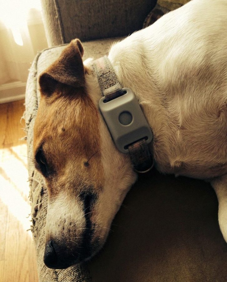 Customer photo of a dog wearing the grey Cedarfur pendant