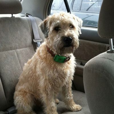 Customer photo of a dog wearing the Cedarfur pendant