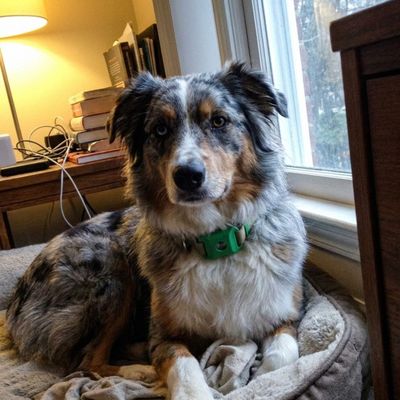 Customer photo of a dog wearing the Cedarfur pendant