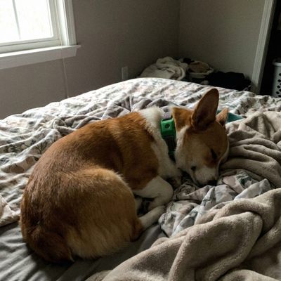 Customer photo of a dog wearing the Cedarfur pendant