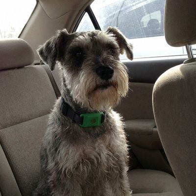 Customer photo of a dog wearing the Cedarfur pendant