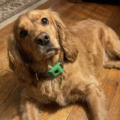 Customer photo of a dog wearing the Cedarfur pendant
