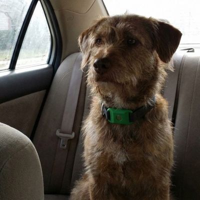 Customer photo of a dog wearing the Cedarfur pendant