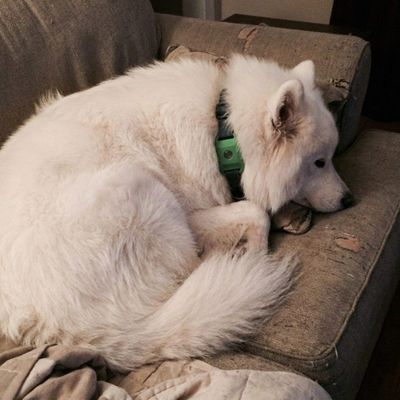 Customer photo of a dog wearing the Cedarfur pendant