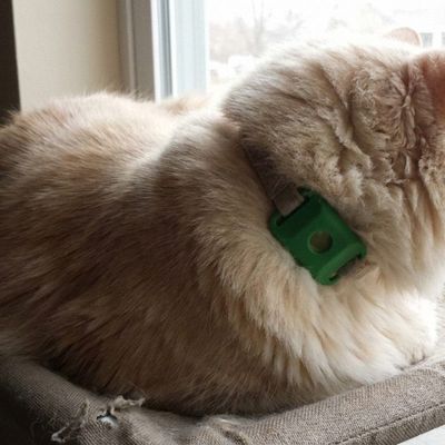 Customer photo of a dog wearing the Cedarfur pendant