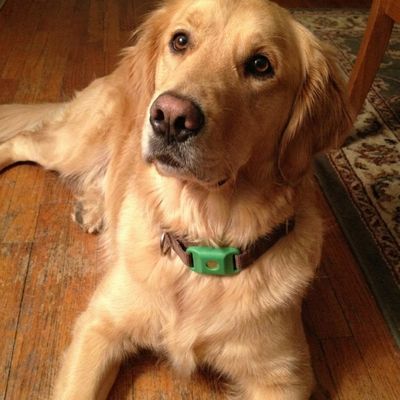 Customer photo of a dog wearing the Cedarfur pendant
