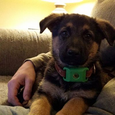 Customer photo of a dog wearing the Cedarfur pendant
