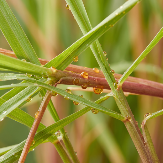 Citronella